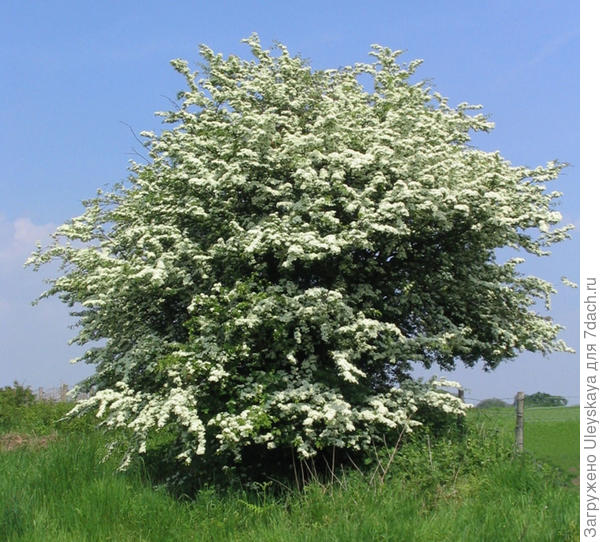 Боярышник однопестичный, фото сайта www.chewvalleytrees.co.uk