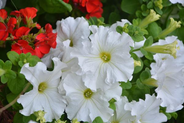 Петуния грандифлора (Petunia Grandiflora) - группа петуний с крупными цветками