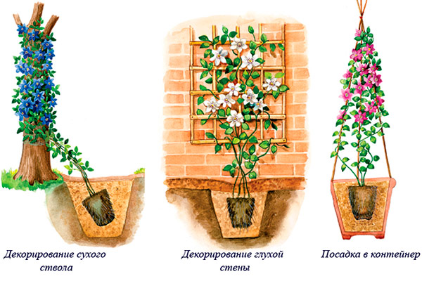 Маленькие весенние хитрости посадки клематисов