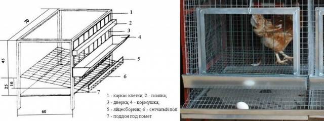 Размеры клеток для кур: фото + чертежи