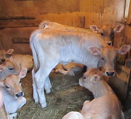 Корова породы швиц: плюсы и минусы, фото, отзывы