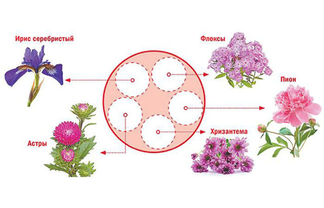 Оформление круглой клумбы: роскошные идеи + вдохновляющие фото