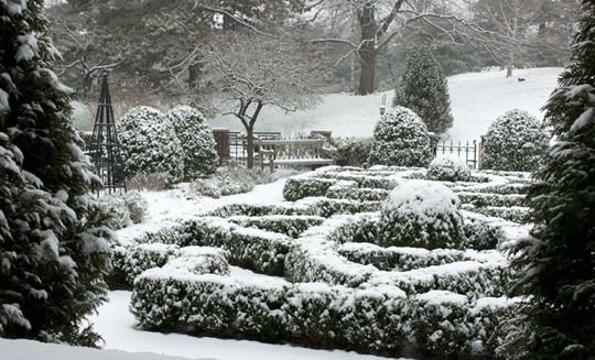 Как защитить зимой хвойные растения в саду от морозов и снегопада