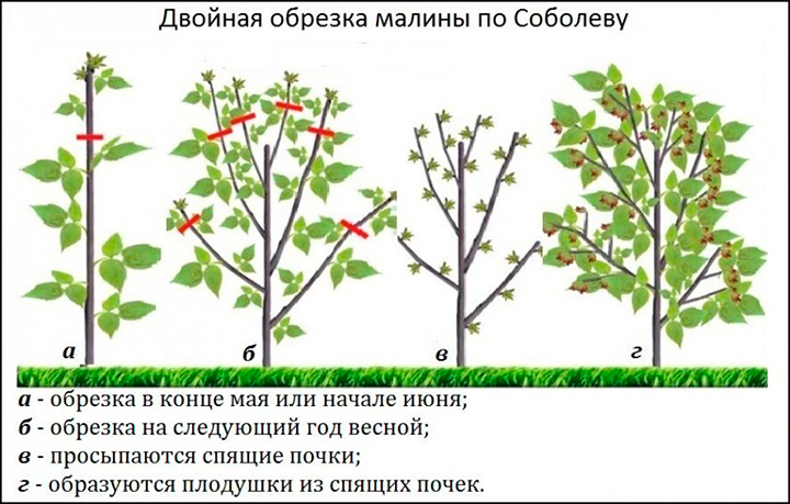 Как обрезать малину весной, чтобы был хороший урожай