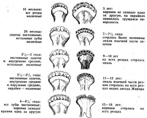 Разведение айрширской породы коров