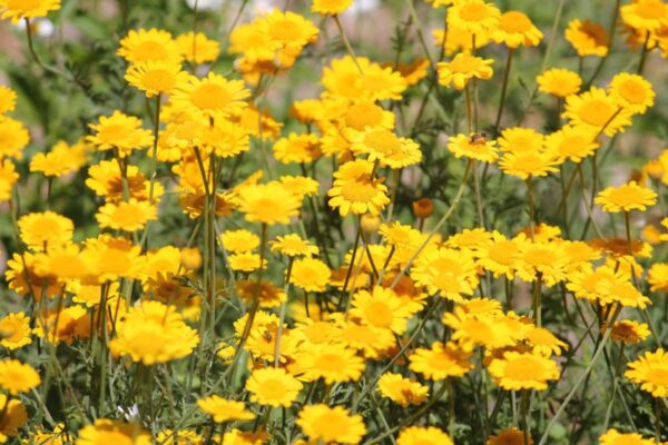 Цветок пупавка (антемис): описание, виды и сорта, фото, посадка, уход