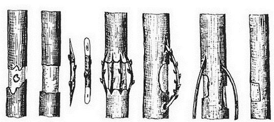 Преимущества и способы летней прививки плодовых деревьев