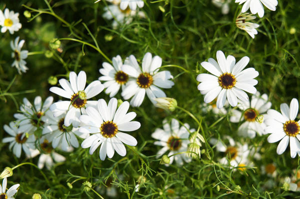 Брахикома иберисолистная White Splendour