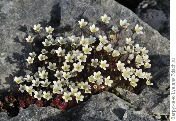 Камнеломка кортузолистная (Saxifraga cortusifolia var. fortunei)