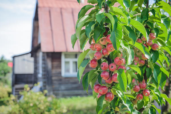 Сорта колонновидных яблонь