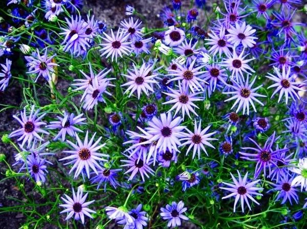 Брахикома иберисолистная Purple Splendour, фото с сайта 2sotki.ru