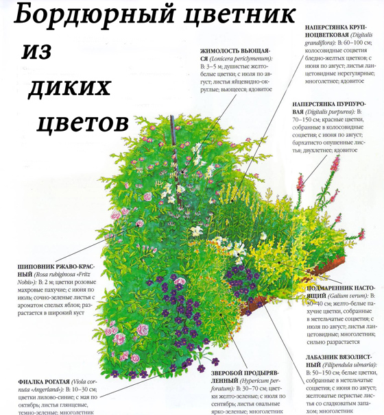 Схема бордюра из диких цветов