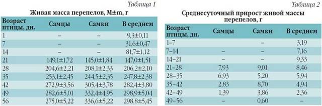 Породы перепелов: характеристики с фотографиями