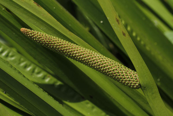 Аир болотный (Acorus calamus)