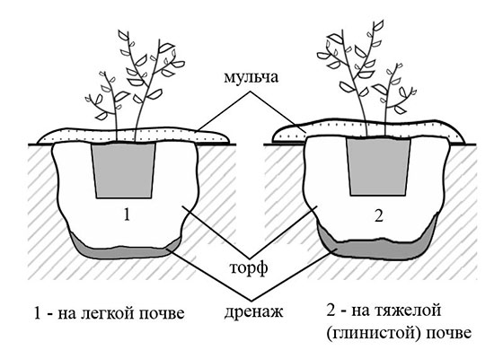 Как вырастить чернику у себя на даче