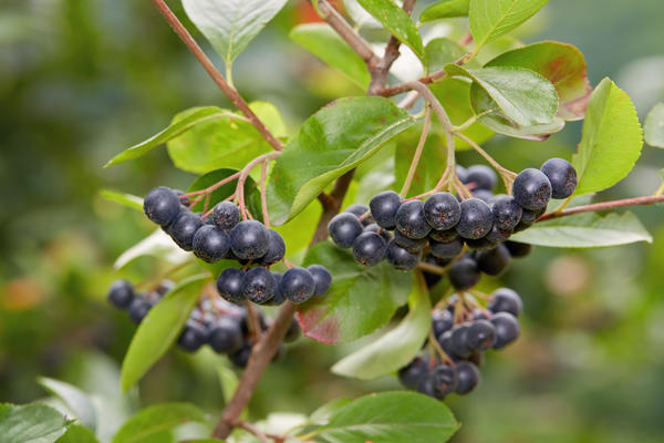 Арония черноплодная (Aronia melanocarpa)