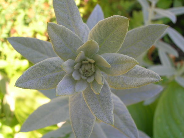 Полынь Людовика (A. ludoviciana var. albula) &amp;amp;amp;amp;amp;lsquo;Silver Queen&amp;amp;amp;amp;amp;rsquo;