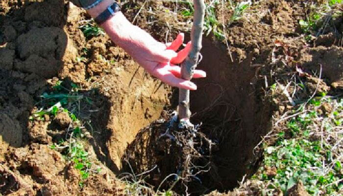 Посадка яблони весной саженцами в открытый грунт