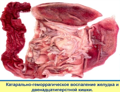 Возбудитель Рожи свиней