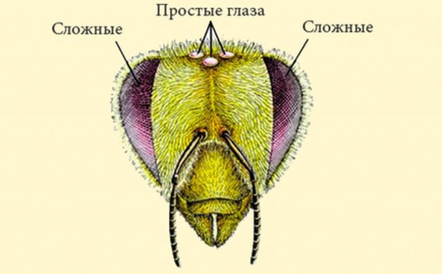 Как выглядит пчела