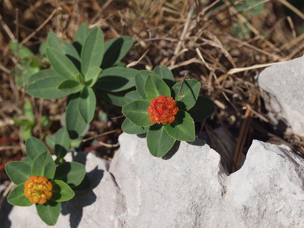 Молочай головчатый (Euphorbia capitulata)