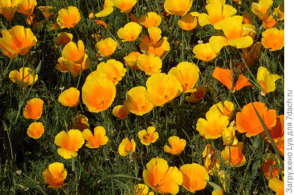 Эшшольция (Eschscholzia califomica)