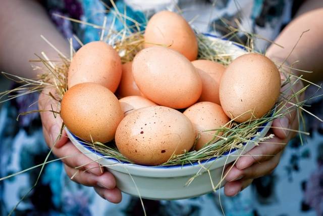 Куры Плимутрок: характеристика породы с фото, отзывы