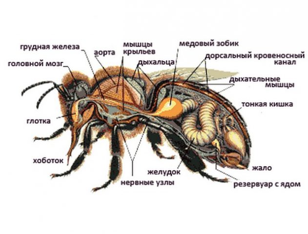 Как выглядит пчела