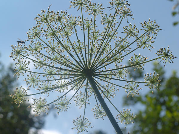 Борщевик Мантегацци (Heracleum mantegazzianum) тоже ядовит