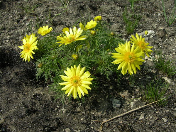 Адонис (горицвет) волжский (Adonis wolgensis)