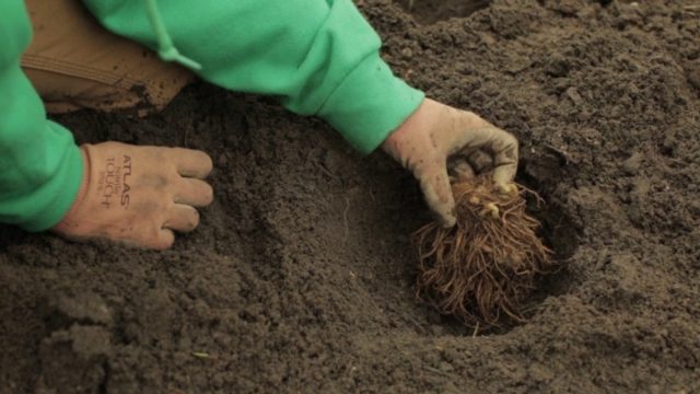 Астильба Сестра Тереза (Систе Тереза): фото и описание, отзывы