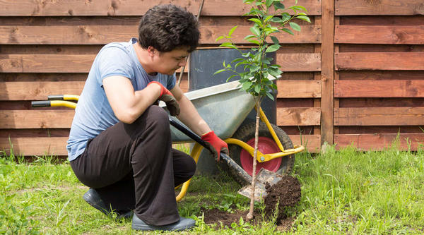 Как сажать и чем подкармливать плодовые деревья