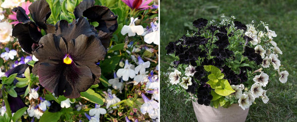 Черные цветы хорошо смотрятся в контрастных сочетаниях