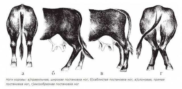 Коровы красногорбатовской породы