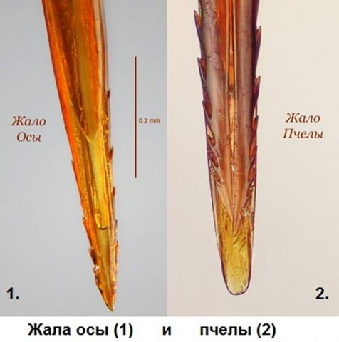 Чем отличается оса от пчелы