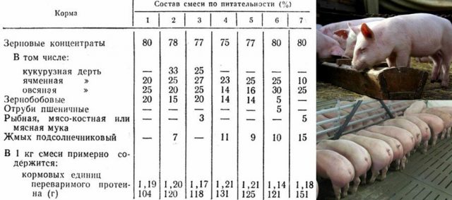 Откорм свиней: самые эффективные методы