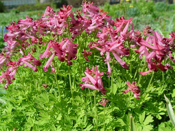 Хохлатка Буша (Corydalis bushii)