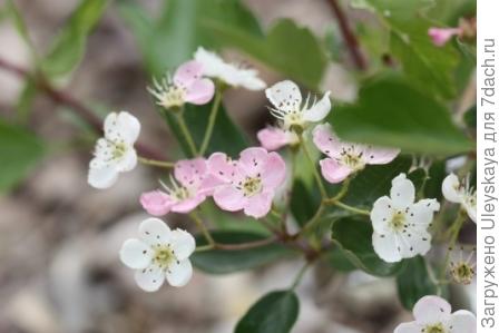 Боярышник однопестичный, фото сайта www.plantes-et-jardins-japonais.fr