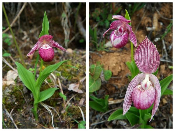 Башмачок юньнанский (Cypripedium yunnanensis)