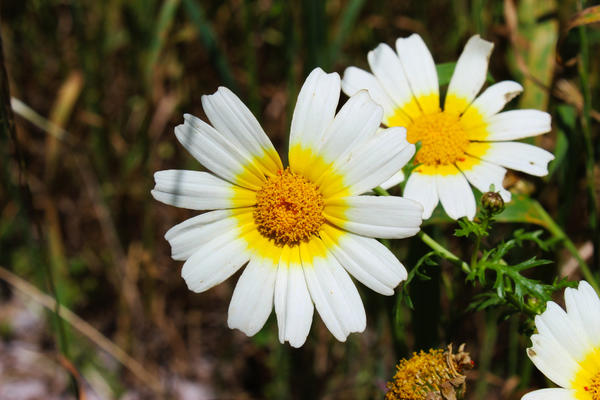 Хризантема овощная, или Златоцвет увенчанный (Chrysanthemum coronarium)