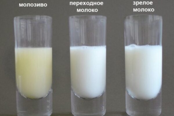 Молозиво коровы: состав и свойства, сколько дней дает, как хранить