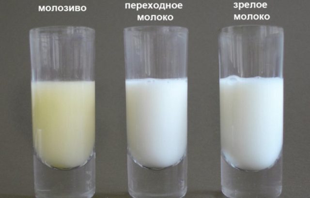 Молозиво коровы: состав и свойства, сколько дней дает, как хранить