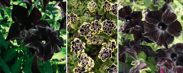 Петунии с черными цветками. Слева направо: сорта Black Velvet, Mystical Midnight Gold, Black Mamba