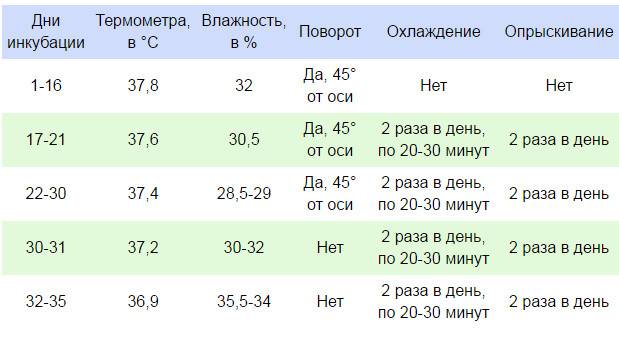 Содержание и разведение уток в домашних условиях