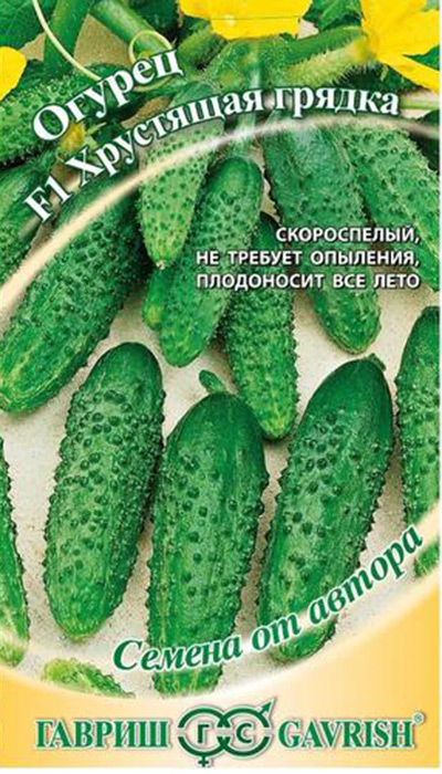 Лучшие засолочные сорта огурцов: на что обращать внимание при выборе