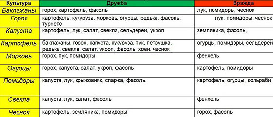 Какие овощи можно выращивать в одной теплице, а какие совершенно не любят друг друга?