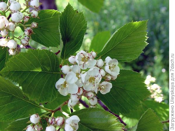 Боярышник крупноколючковый, фото сайта gobotany.newenglandwild.org