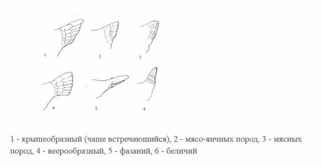 Куры русской хохлатой породы