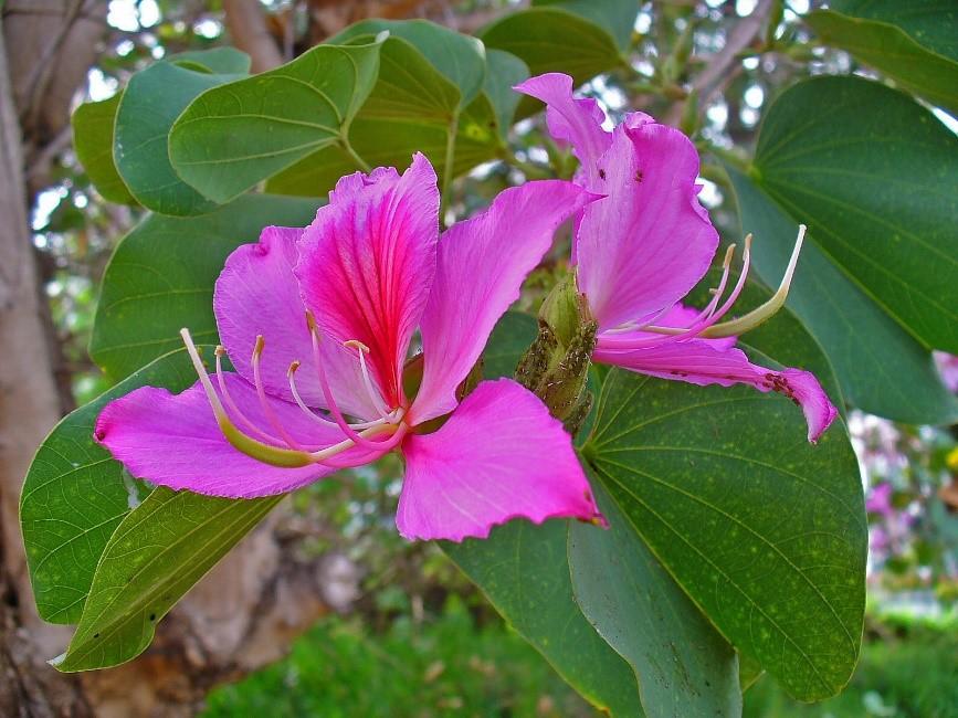 Баухиния (орхидейное дерево): фото в саду, описание, посадка и уход, отзывы