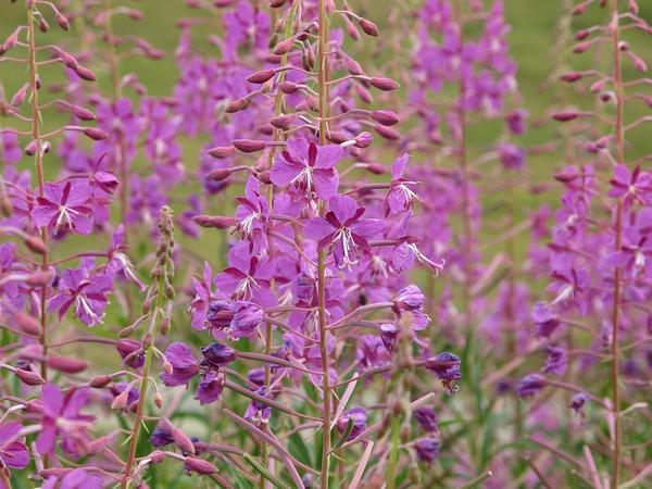 Иван-чай, или кипрей узколистный (Epilobium angustifolium)